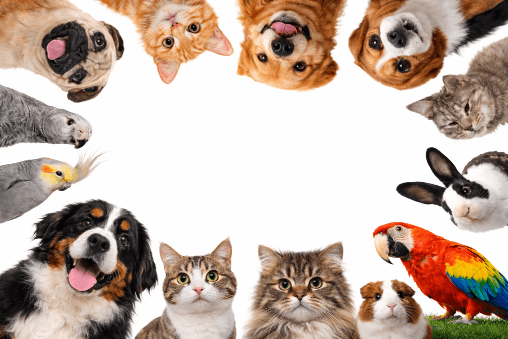 Dogs and cats sitting together in a clean, bright environment, representing happy and healthy pets cared for with love and proper attention.