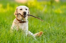 Labrador Retriever dog playing with a stick on grass