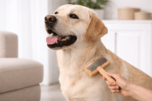 labrador retriever being brushed indoors