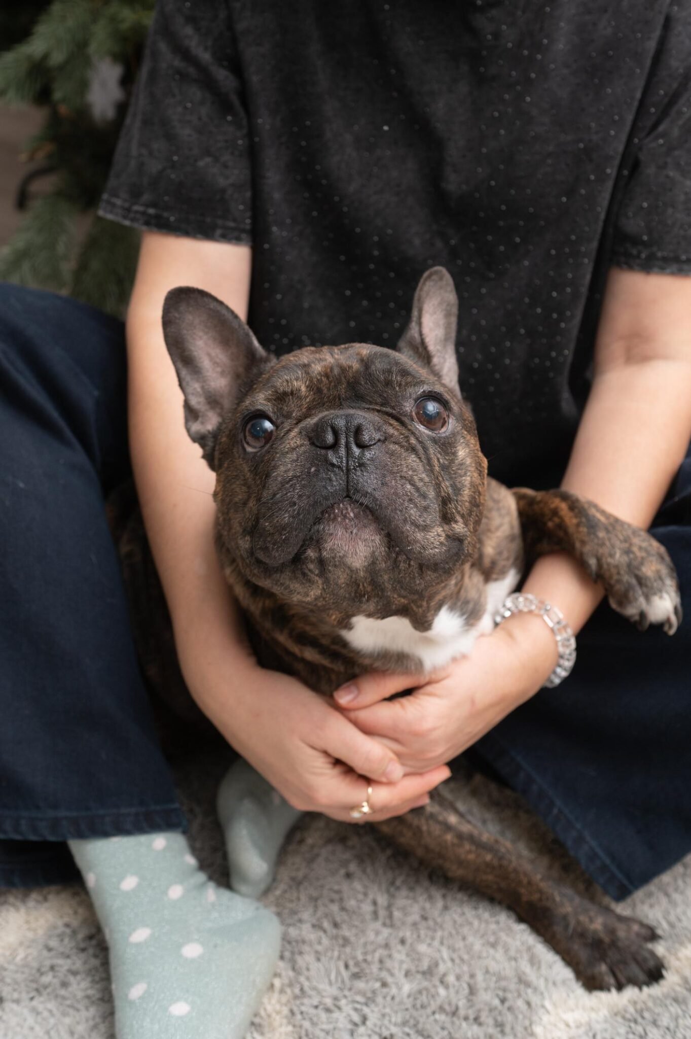 French Bulldog portrait with owner