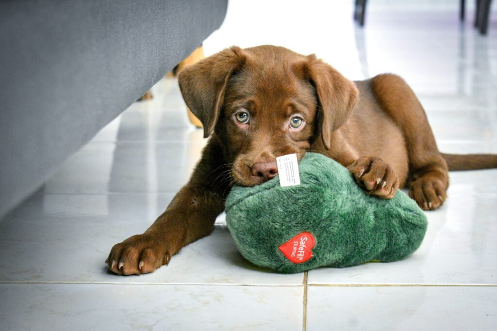 Chocolate Labrador Retriever puppy playing with toy indoors
