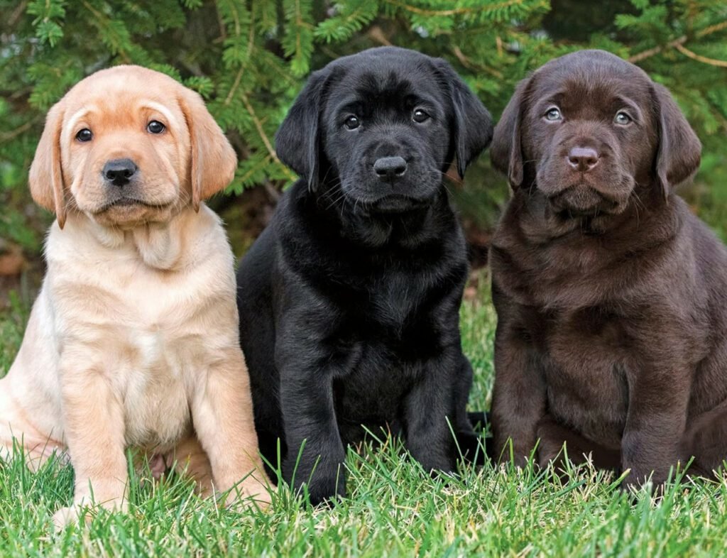 Labrador Retriever puppies sitting on grass outdoors