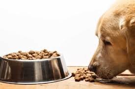 Labrador Retriever eating dry dog food from bowl