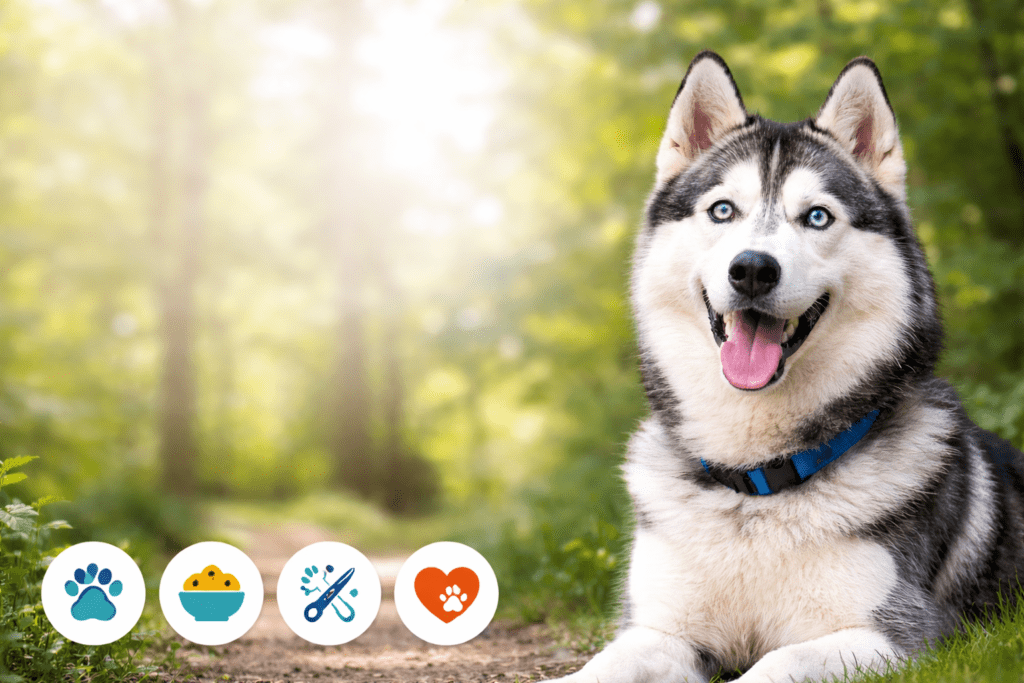 Siberian Husky dog portrait in nature