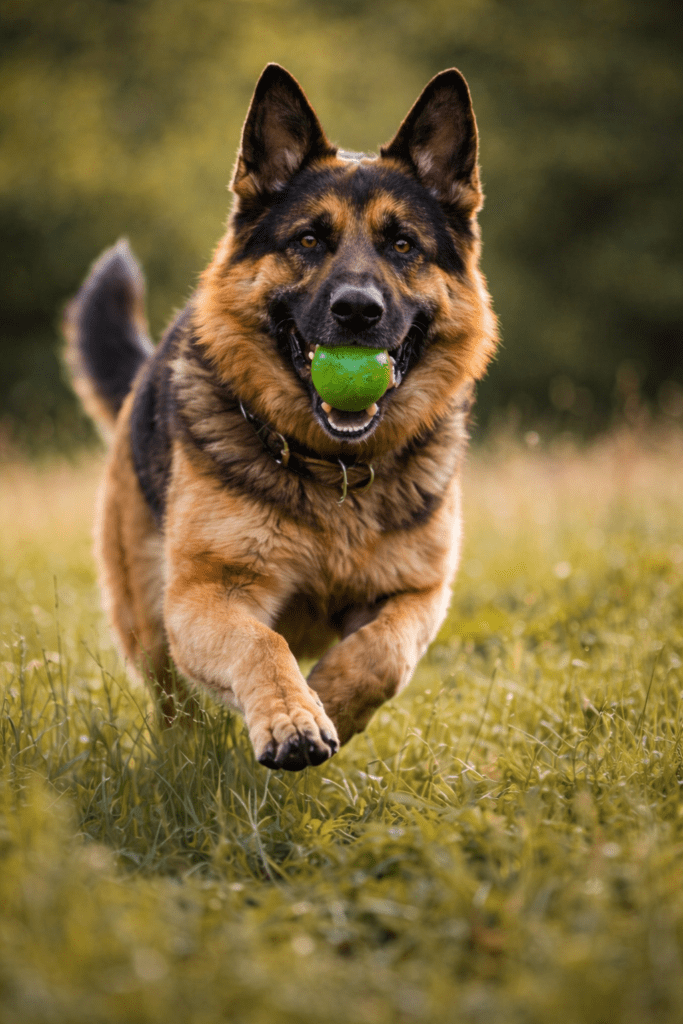 German Shepherd running with a green ball in a grassy field