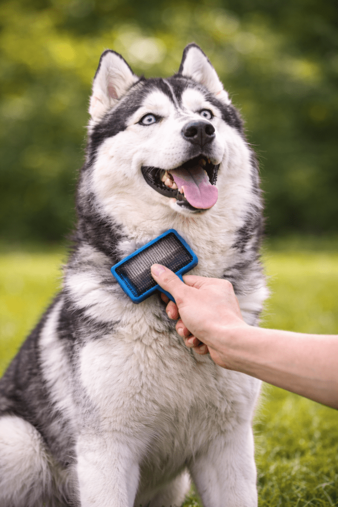 siberian husky being brushed outdoors