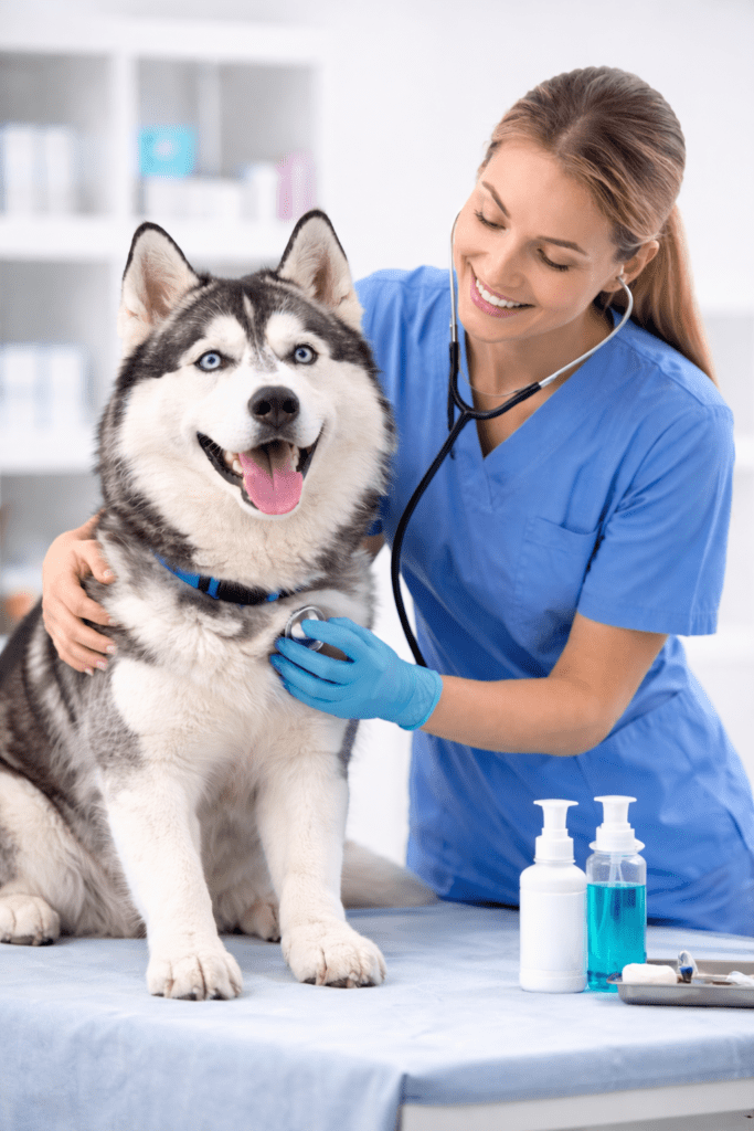 siberian husky health check with vet